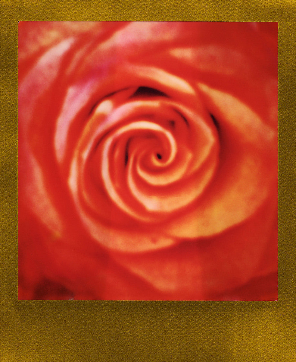 Gold Rose
