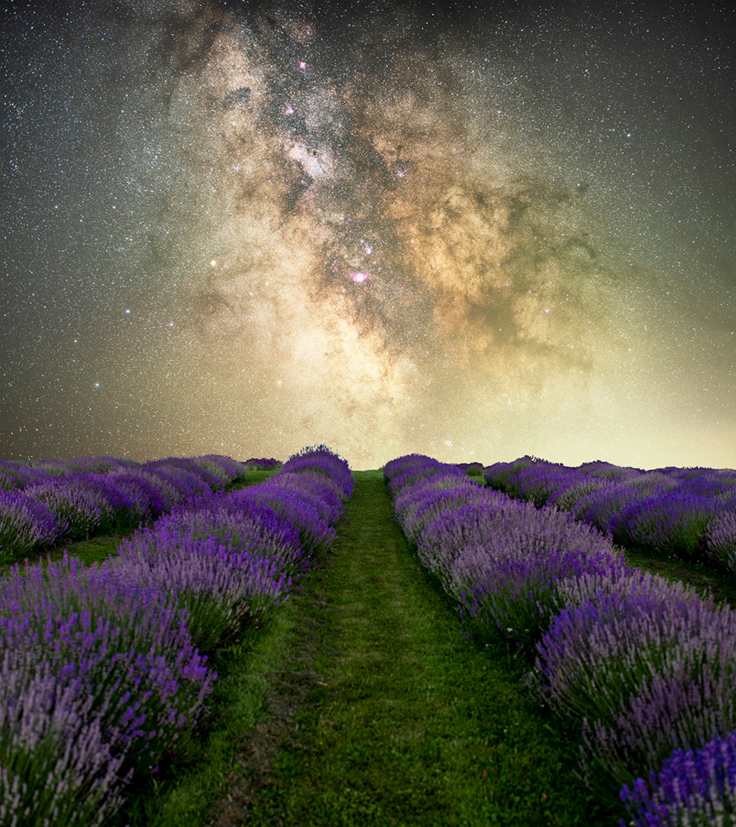 Lavender