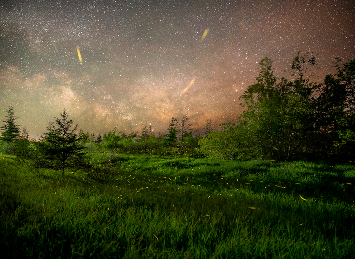 Fireflies
