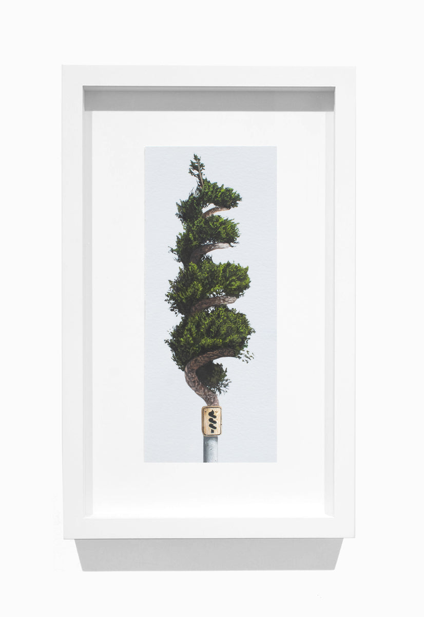 Corkscrew Tree