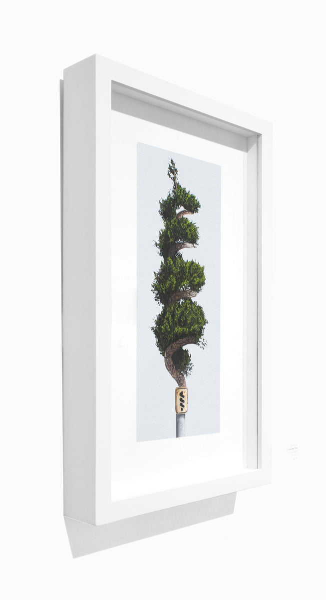 Corkscrew Tree